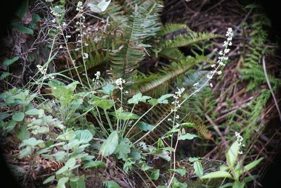 Heuchera pilosissima, photographed by Karen and Mike