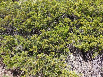 Quercus vacciniifolia, photographed by John Brew