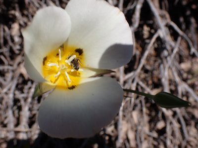 Calochortus leichtlinii, photographed by John Brew