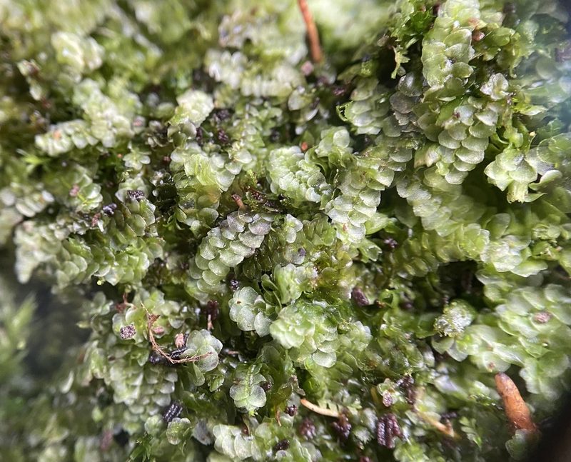 Calypogeia neogaea, photographed by Zihao Wang