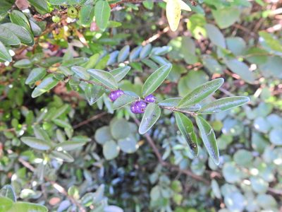 Lonicera ligustrina, photographed by Susan Marley