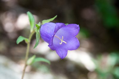Campanula medium, photographed by Paul Asman