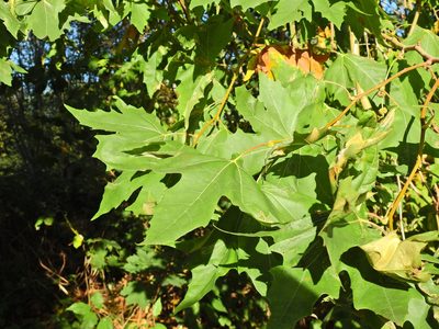 Platanus orientalis, photographed by Susan Marley