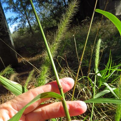 Setaria scheelei, photographed by Annika Lindqvist