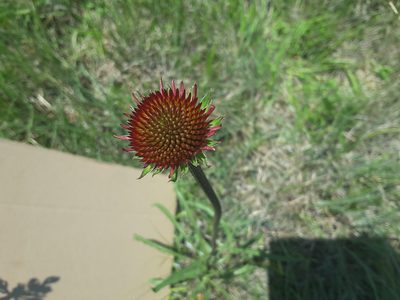 Echinacea atrorubens, photographed by L Penn