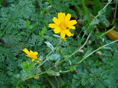 Glebionis segetum, photographed by Susan Marley