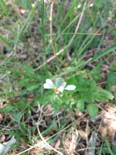 Blumenbachia insignis, photographed by florsoteras