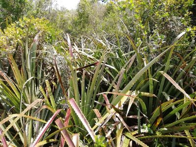 Bromelia antiacantha, photographed by Agustina Medina