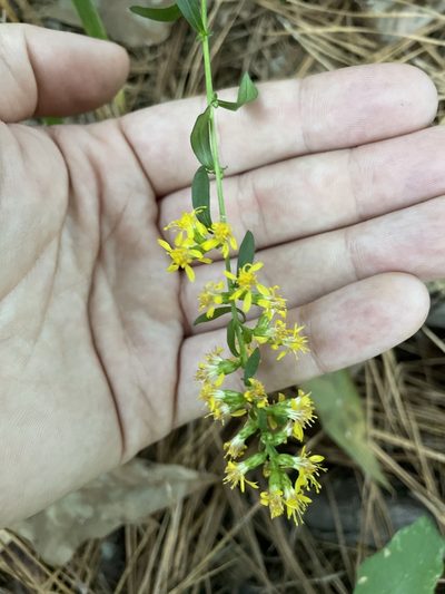 Solidago erecta, photographed by Brandon Wheeler