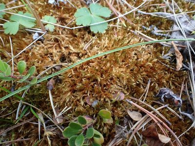 Tomentypnum nitens, photographed by Ellyne Geurts
