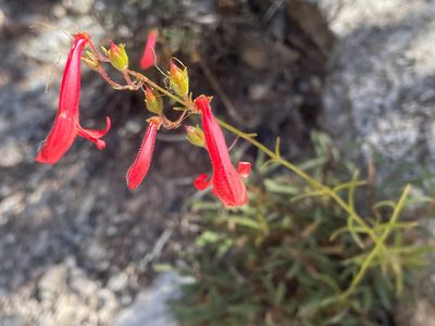 Penstemon rostriflorus
