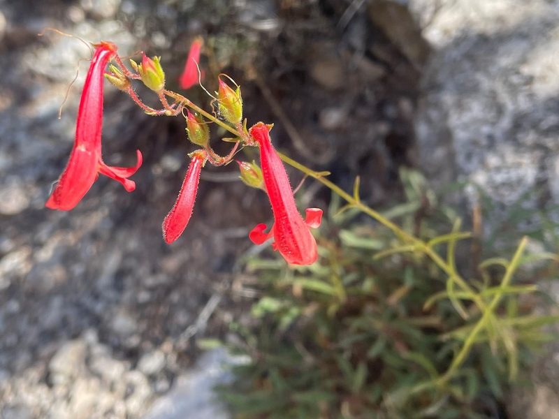 Penstemon rostriflorus, photographed by lejones417