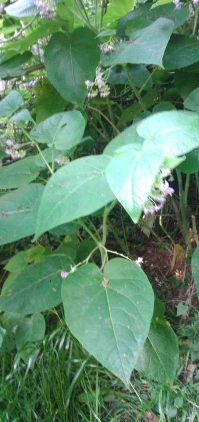 Solanum corymbiflorum, photographed by Edson Luis Fabro Gasperin