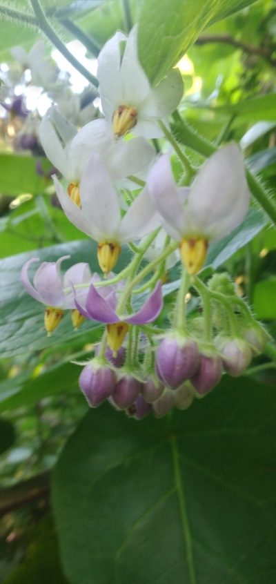 Solanum corymbiflorum, photographed by Edson Luis Fabro Gasperin