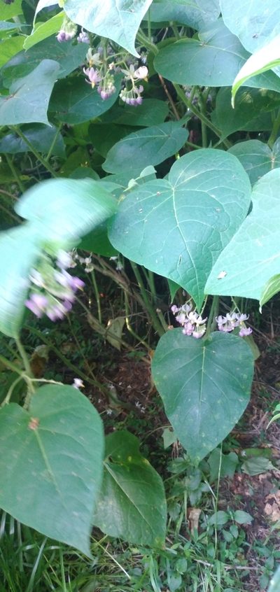 Solanum corymbiflorum, photographed by Edson Luis Fabro Gasperin