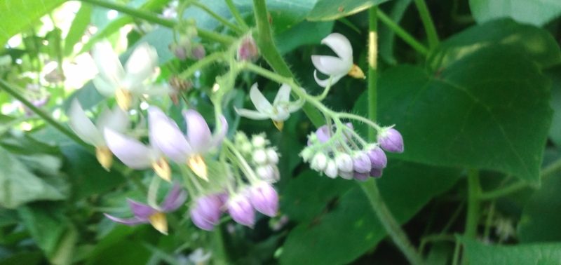 Solanum corymbiflorum, photographed by Edson Luis Fabro Gasperin