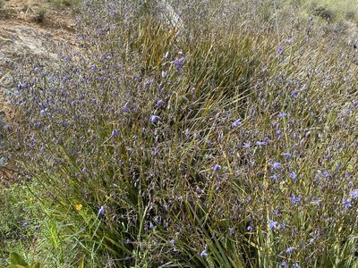 Dianella revoluta, photographed by stephvg