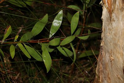 Hakea florulenta, photographed by Greg Tasney