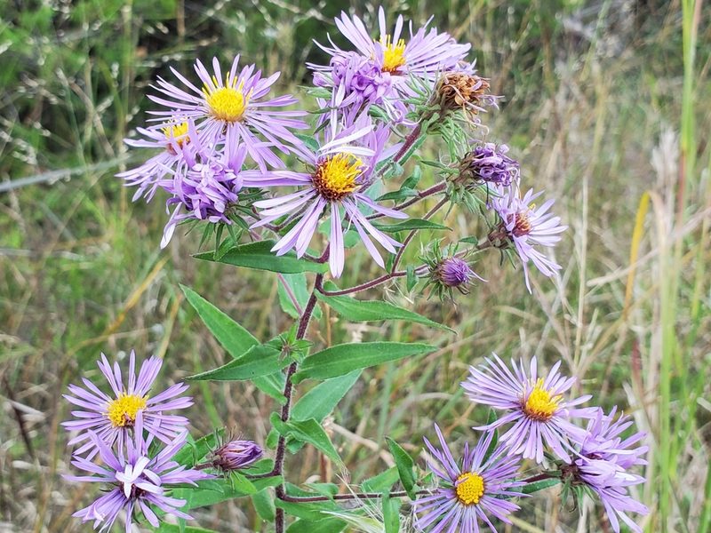 Symphyotrichum novae-angliae, photographed by Samuel A Schmid, PhD, PWS