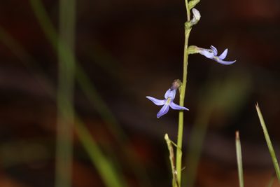 Lobelia gibbosa, photographed by Greg Tasney