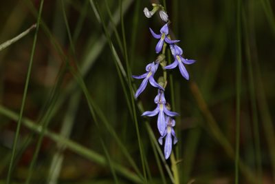 Lobelia gibbosa, photographed by Greg Tasney
