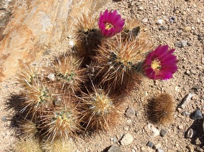 Echinocereus engelmannii, photographed by lotusmorning