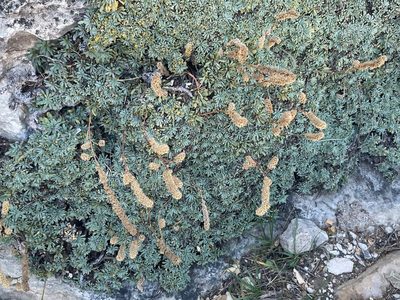 Petrophytum caespitosum, photographed by lejones417