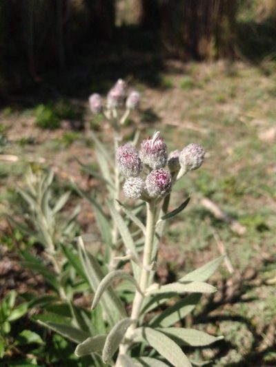 Lessingianthus mollissimus, photographed by florsoteras