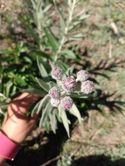 Lessingianthus mollissimus, photographed by florsoteras