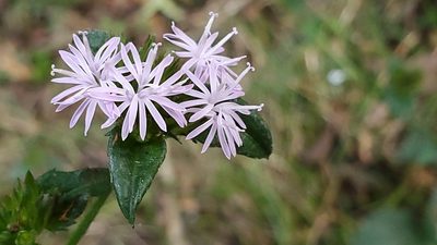 Elephantopus tomentosus, photographed by Craig Martin