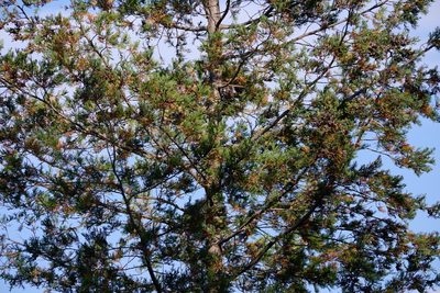 Chamaecyparis thyoides, photographed by Bonnie Semmling