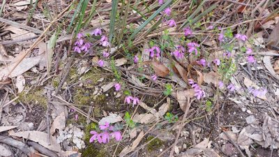 Tetratheca ciliata, photographed by graeme lunt