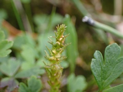 Selaginella spinulosa, photographed by Ellyne Geurts