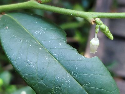 Leucothoe axillaris, photographed by Craig Martin