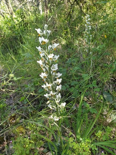 Gavilea longibracteata, photographed by Samuel Gonzalez Ariztia