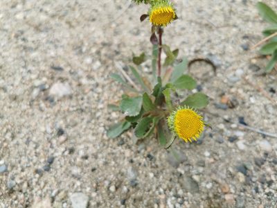 Grindelia squarrosa
