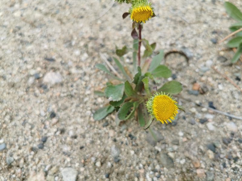 Grindelia squarrosa, photographed by Kalvin Chan