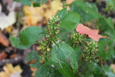 Solidago flexicaulis, photographed by Michelle Norcéide
