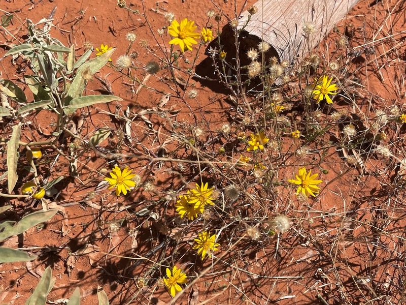 Xanthisma gracile, photographed by lejones417