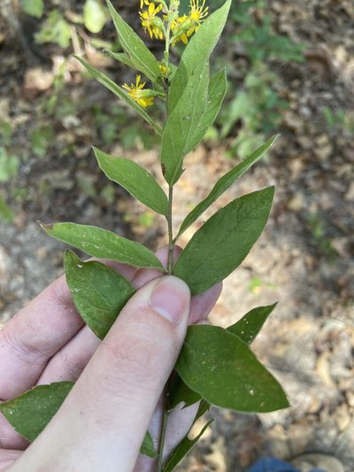 Solidago petiolaris, photographed by Blake Bringhurst