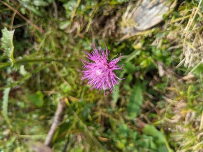 Carduus defloratus, photographed by Nick Kleinschmidt