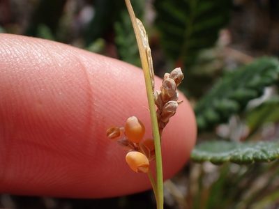 Carex aurea, photographed by Ellyne Geurts