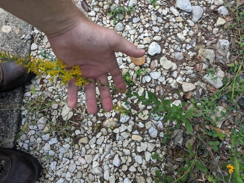 Solidago radula, photographed by Cleveland Powell