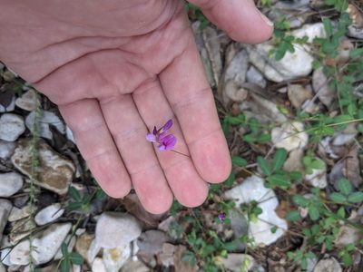 Lespedeza texana, photographed by Cleveland Powell