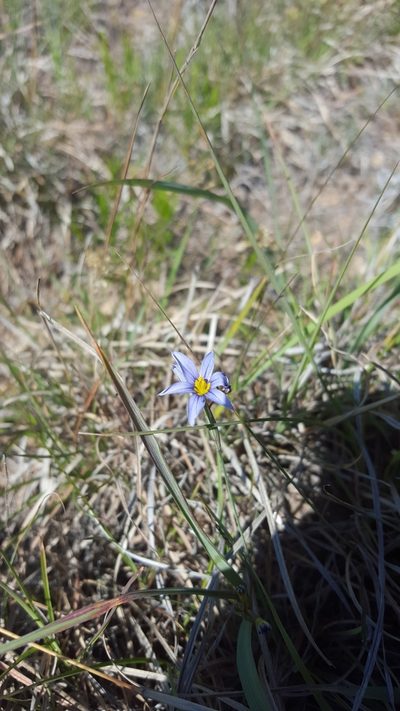 Sisyrinchium ensigerum, photographed by Michelle Sevcovas