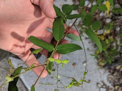 Desmodium paniculatum, photographed by Cleveland Powell