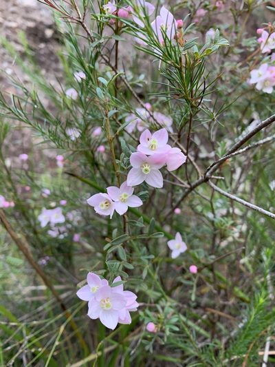 Boronia floribunda, photographed by Guy Taseski