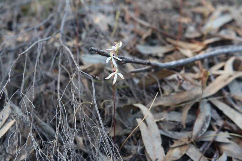 Caladenia cucullata, photographed by spacegecko