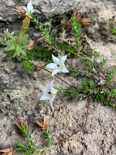 Sprengelia monticola, photographed by Guy Taseski