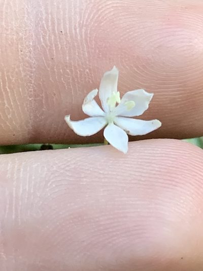 Libertia pulchella, photographed by Guy Taseski